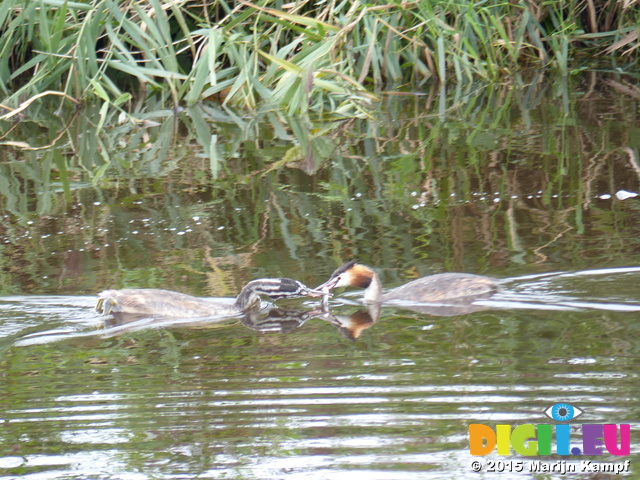 FZ020280 Great crested grebe (Podiceps cristatus) feeding young